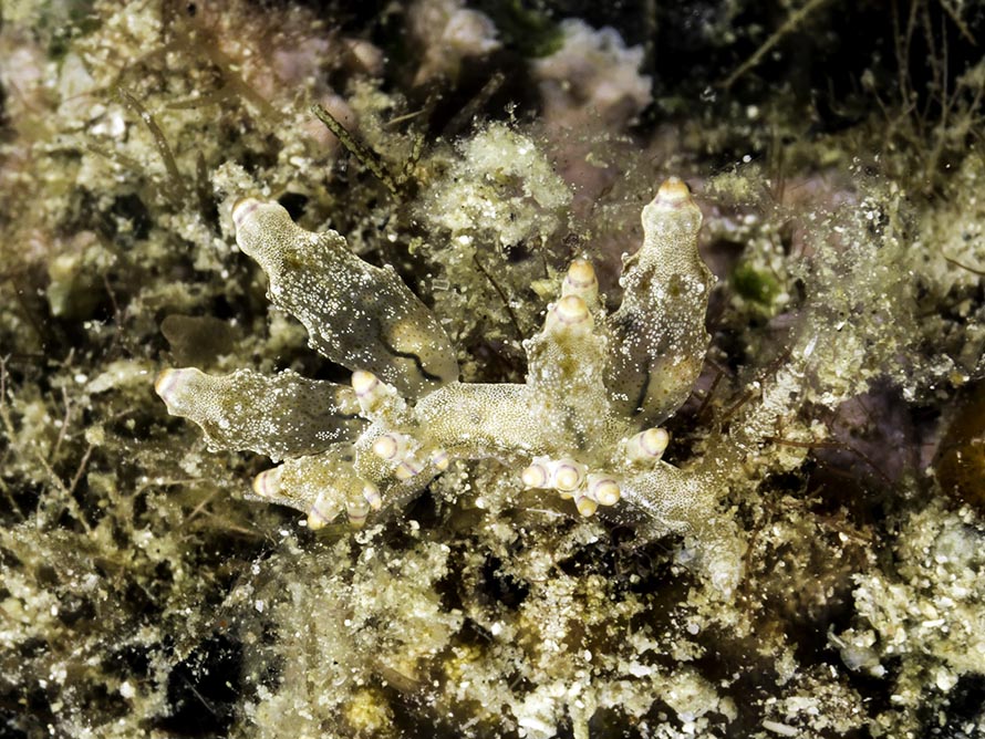 Eubranchus mandapamensis